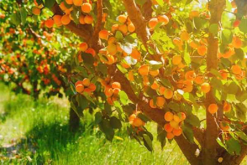 Persian Fruits | What to buy in Abadeh Iran