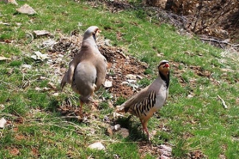 Protected Hunting Area of Eqlid | Iran Tourist Attractions