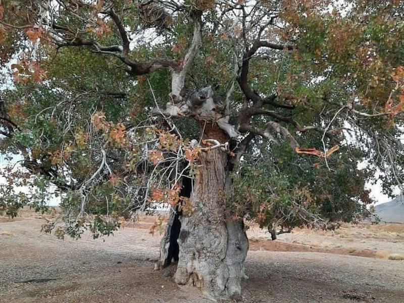 Abadeh village of Chenar | Iran Tourist Attractions