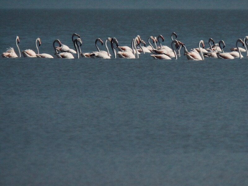 Malayer Agh Gol Lagoon | Agh-Gol Wetland in Hamedan | Malayer Iran Tourist Attractions