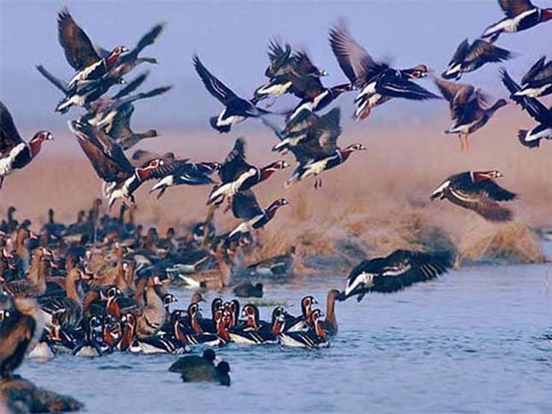 Agh Gol Wetland in Malayer | Malayer Iran Tourist Attractions