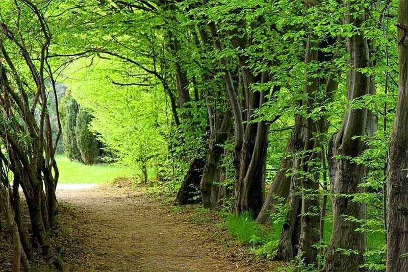 Malayer Forest | Malayer Iran Tourist Attractions