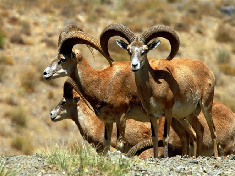 Lashgar Protected Area | Malayer Iran Tourist Attractions