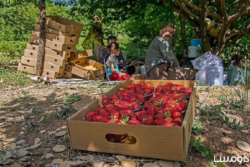 Persian Strawberry | What to buy in Marivan Kurdistan Iran