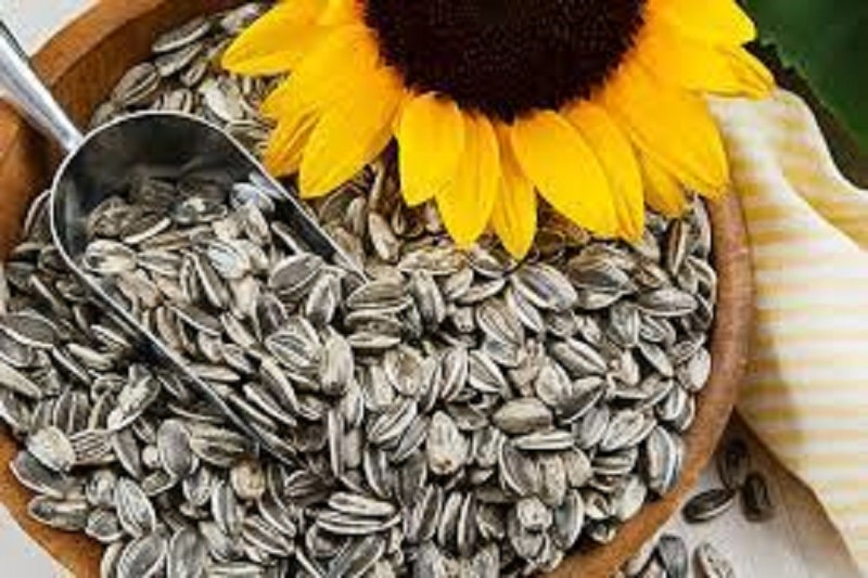 Persian Sunflower Seed | What to buy in Marivan Kurdistan Iran
