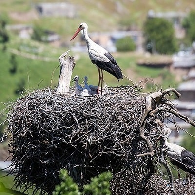 روستای دره تفی | جاذبه گردشگری مریوان ایران