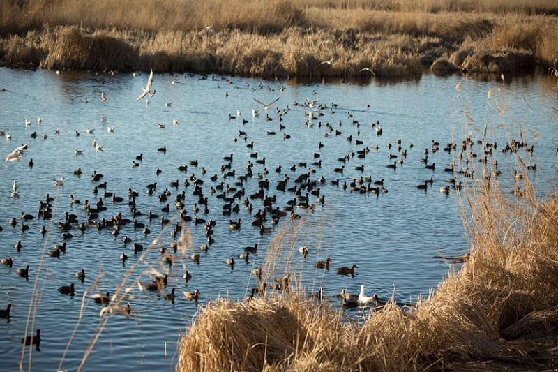 Marivan Zarivar Lake Hosting many species of birds | Marivan Iran Tourist Attractions