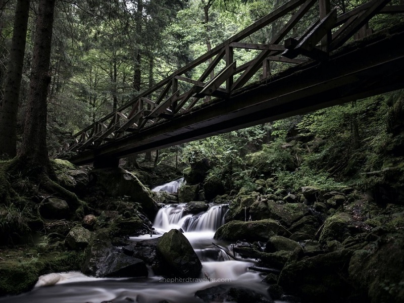 Strange, Weird and Wonderful Forests in the World | Black Forest Germany