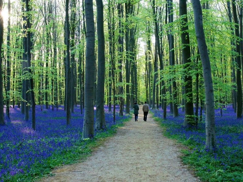 Strange, Weird and Wonderful Forests in the World | Hallerbos the Blue Forest Belgium