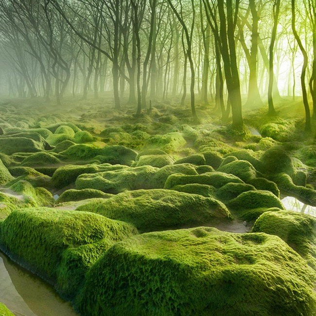 Strange, Weird and Wonderful Forests in the World