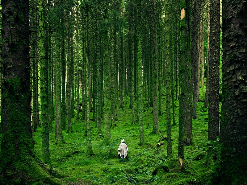 The Sea of Trees, or Aokigahara, Japan | جنگل آوکیگاهارا ژاپن، عجایب دنیا