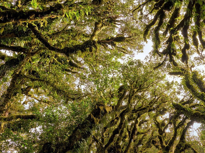 Goblin Forest, New Zealand | عجایب دنیا، جنگل اجنه نیوزیلند