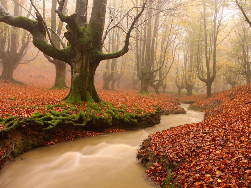 Otzarreta Forest, Spain | جنگل اوتزارتا اسپانیا، عجایب دنیا