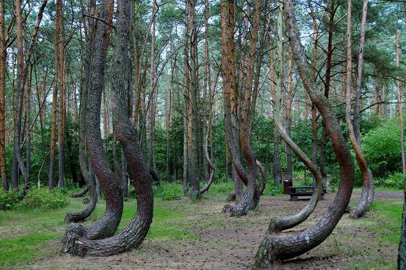 Crooked Forest, Poland | جنگل درخت‌های کج لهستان عجایب دنیا