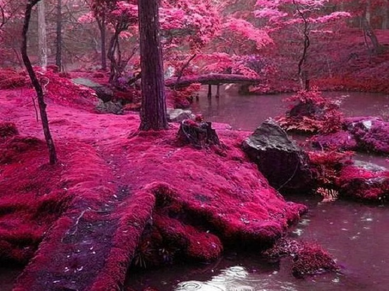 pink forset in japan | جنگل صورتی ژاپن