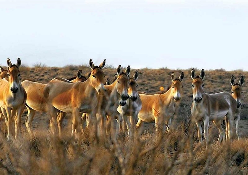 Sirjan Bahram-e Gur Protected Area | Sirjan Iran Tourist Attractions