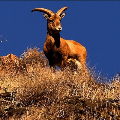 Zanjan Protected Wildlife Zones| Tourist Attractions in Zanjan Iran