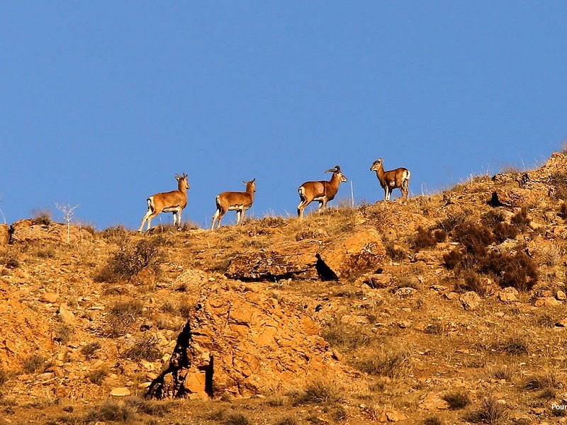 Zanjan Protected Wildlife Zones | Zanjan Iran Tourist Attractions