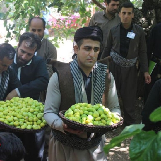 جشنواره انجیر در کشورهای مختلف