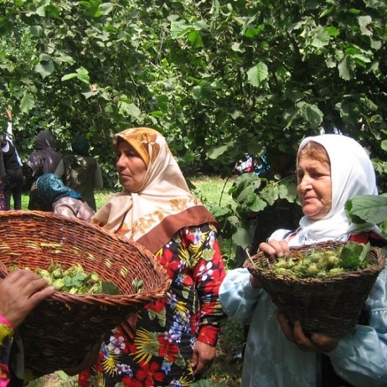 جشنواره فندق در کشورهای مختلف