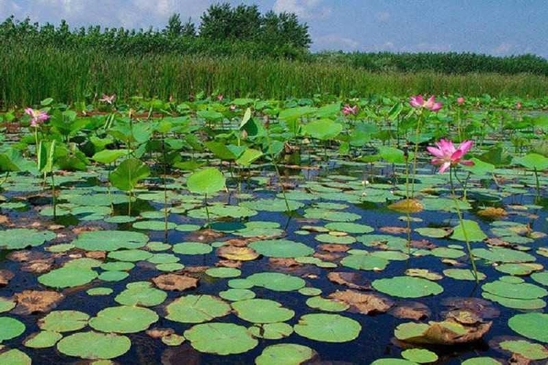 Anzali Lagoon | Gilan Iran Tourist Attractions