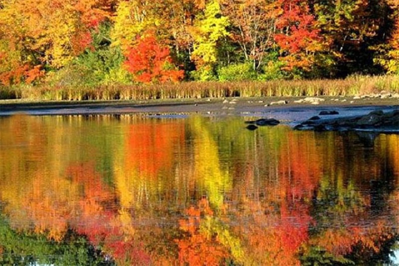 Chaf Wetland in Langerood  | Gilan Iran Tourist Attractions